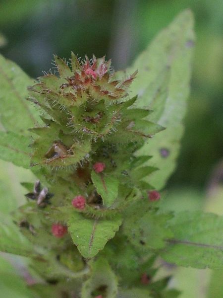 Piantine verdi da identificare