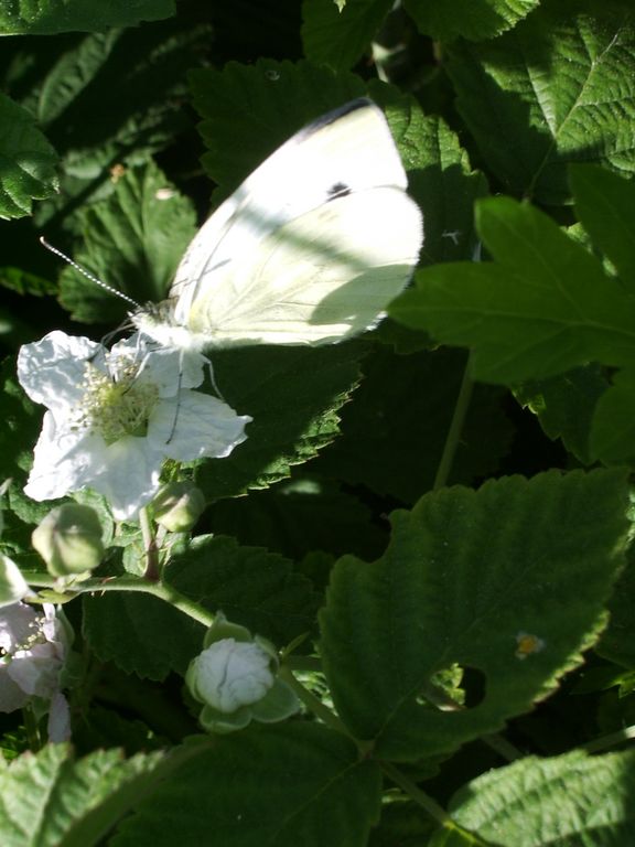 Farfalla Polygonia c-album