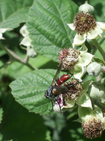 Dioxyna sp. e Cylindromyia sp.