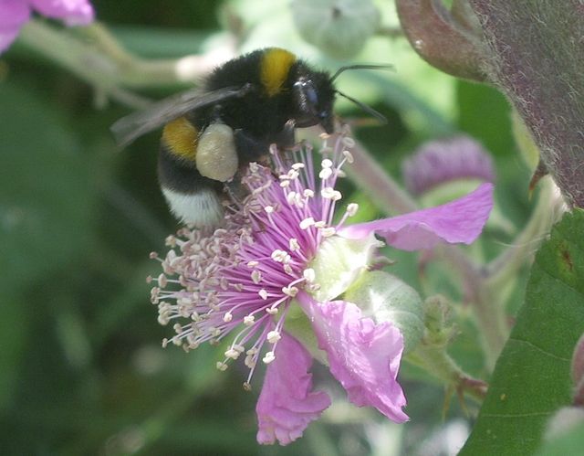 Bombus terrestris o lucorum