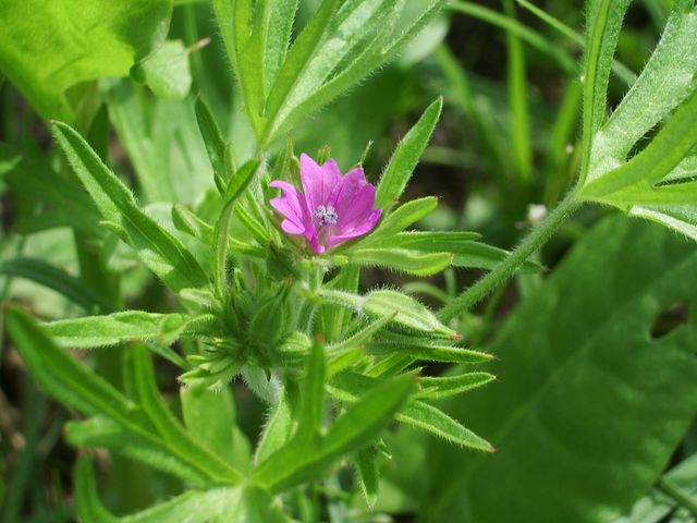 Geranium molle e Geranium dissectum