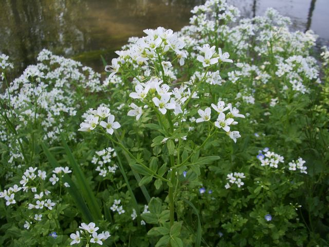 Cardamine amara /  Billeri amaro