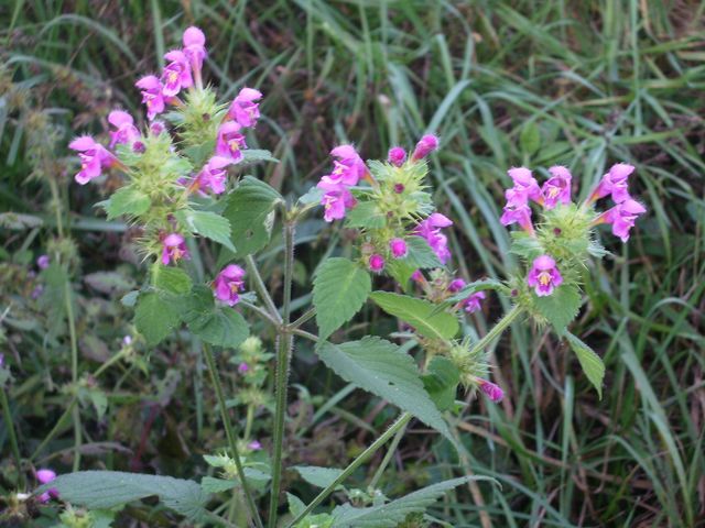 Conferma di una labiata - Galeopsis pubescens