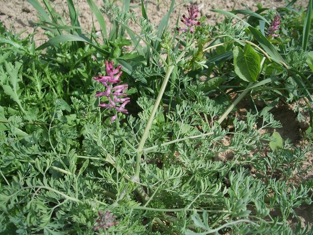 Fumaria officinalis / Fumaria comune