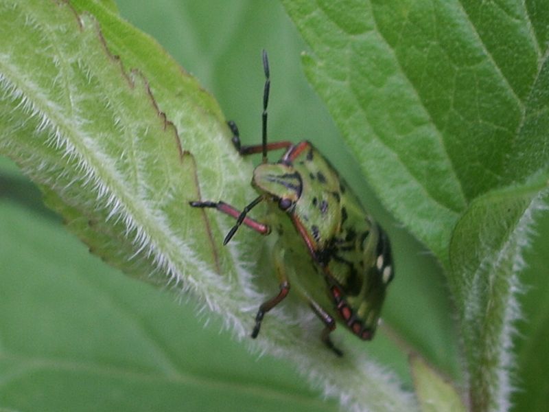 Coleotteri e Emitteri da identificare