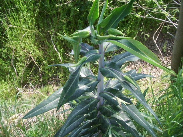 Euphorbia lathyris / Euforbia catapuzia