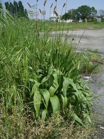 Plantago lanceolata / Piantaggine lanciuola