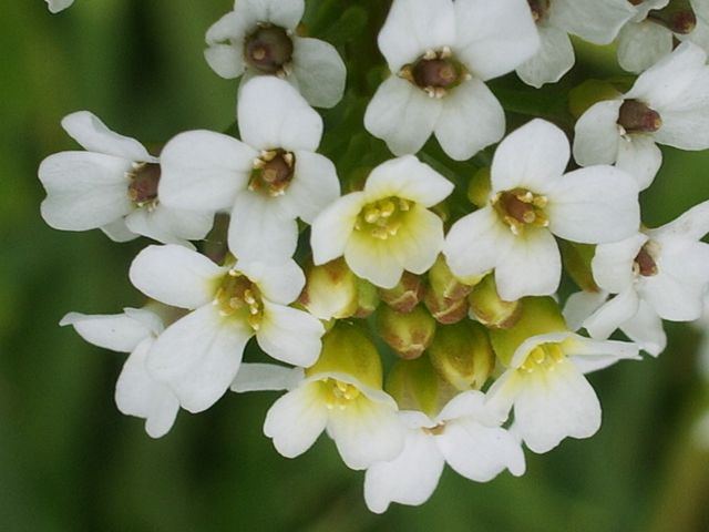 Calepina irregularis / Miagro rostellato
