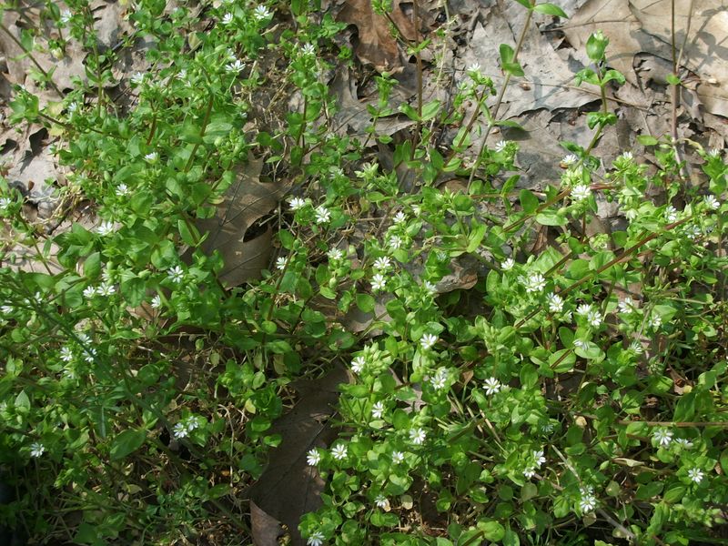 Stellaria media