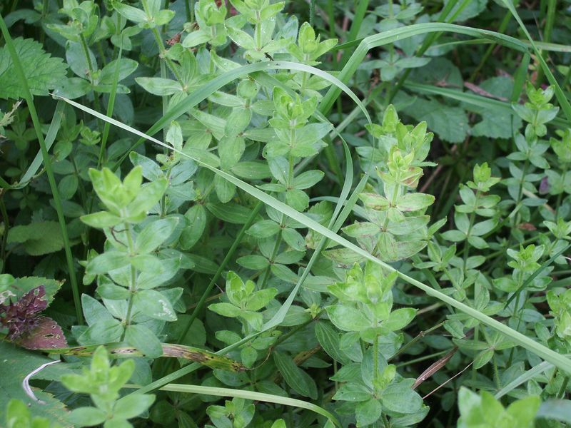 Piantine verdi da identificare