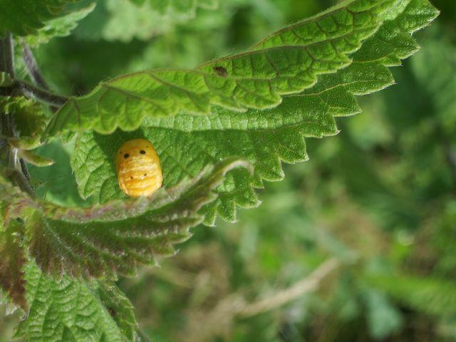 Larve di Coccinellidae