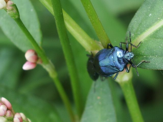 Zicrona caerulea