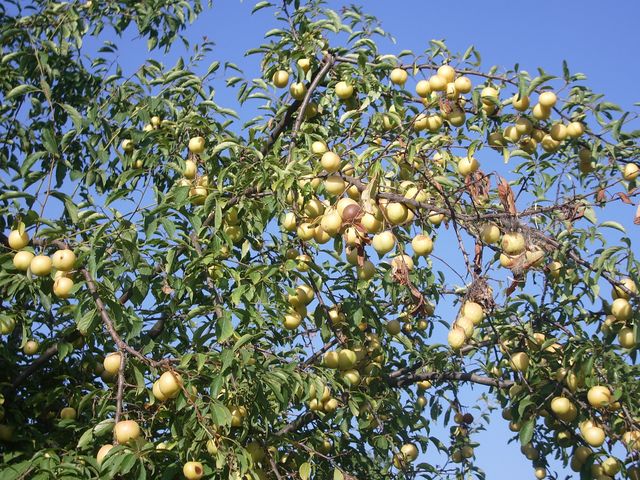 Prunus da determinare