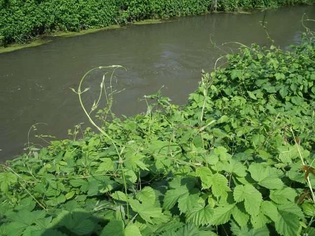 Humulus lupulus / Luppolo comune