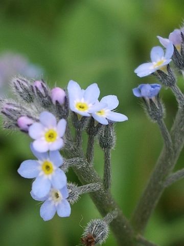 Piccoli fiorellini azzurri da identificare - Myosotis sp