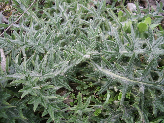Piantina verde  da identificare: Carduus? Cirsium?