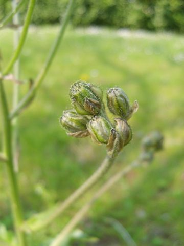 Crepis vesicaria / Radicchiella vescicosa