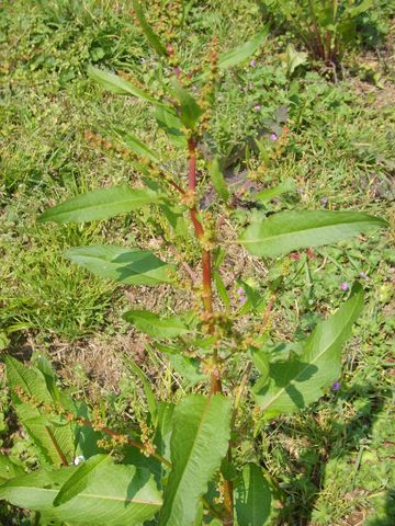 Pianta abbastanza comune - Rumex cfr. crispus