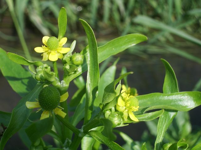 Ranunculus sceleratus
