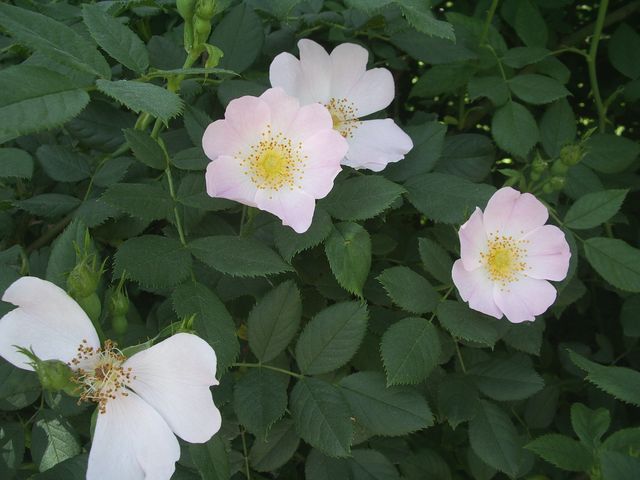 Rosaceae da identificare - Rosa sp.