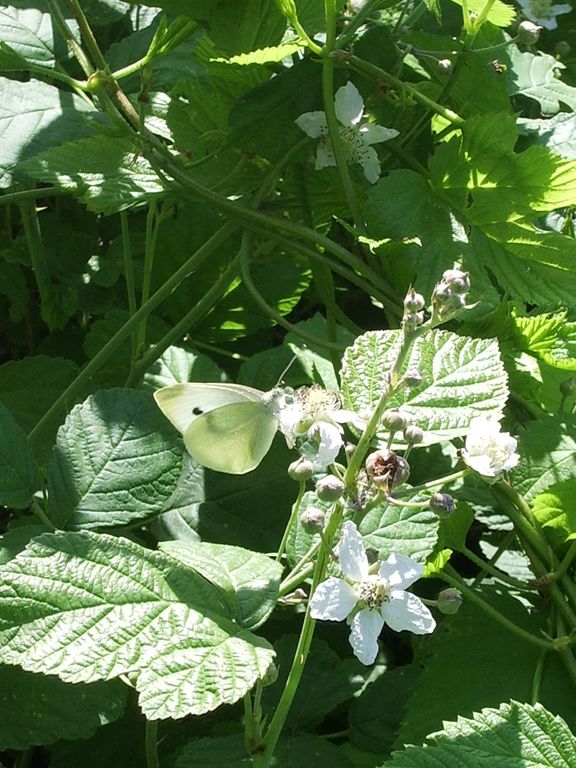 Farfalla Polygonia c-album