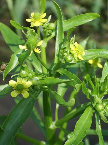 Ranunculus sceleratus