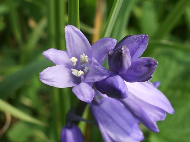Hyacinthoides non-scripta