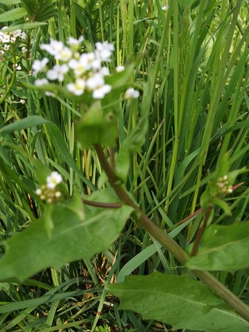 Calepina irregularis / Miagro rostellato