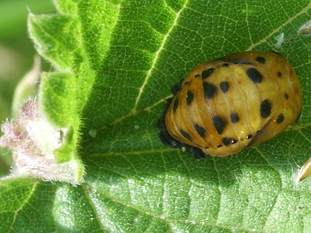 Larve di Coccinellidae