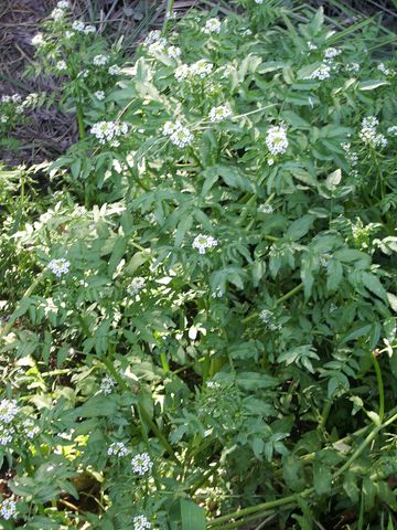 Nasturtium officinale