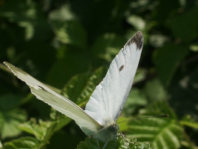 Farfalle