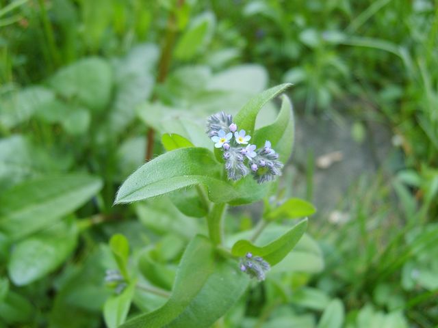 Piccoli fiorellini azzurri da identificare - Myosotis sp