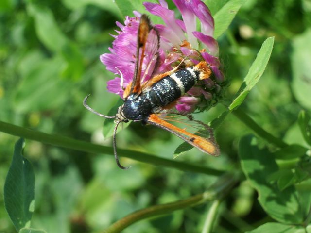 Pyropteron chrysidiforme