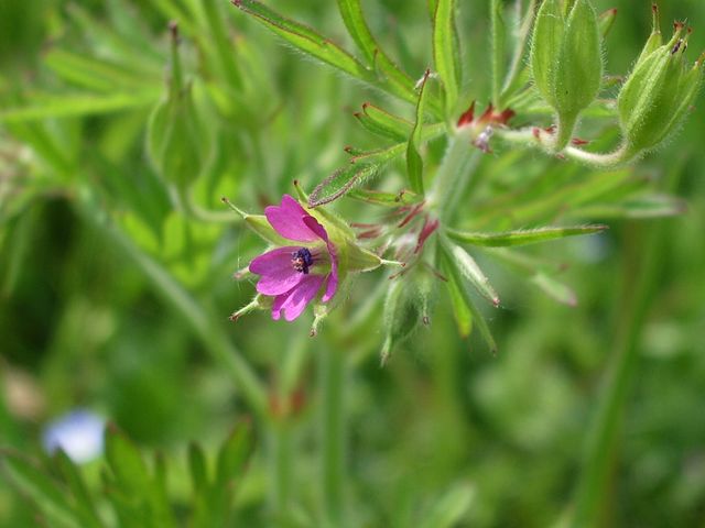 Geranium molle e Geranium dissectum