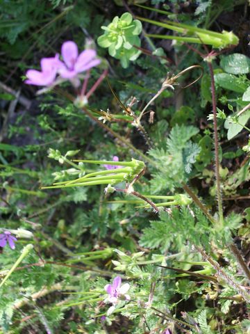Erodium cicutarium