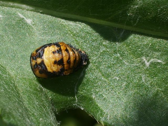 Larve di Coccinellidae