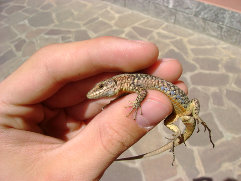 Podarcis muralis...maschio o femmina
