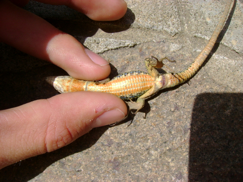 Podarcis muralis...maschio o femmina