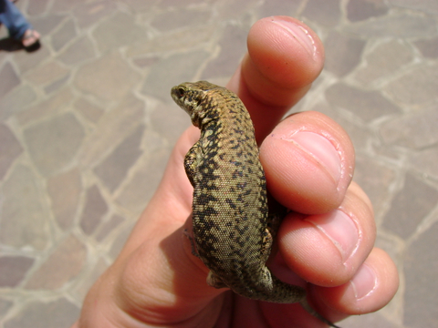 Podarcis muralis...maschio o femmina