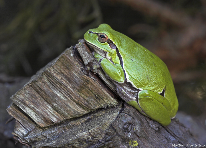 Hyla intermedia