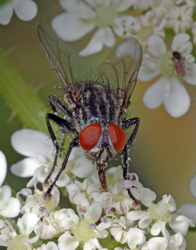 Sarcophagidae