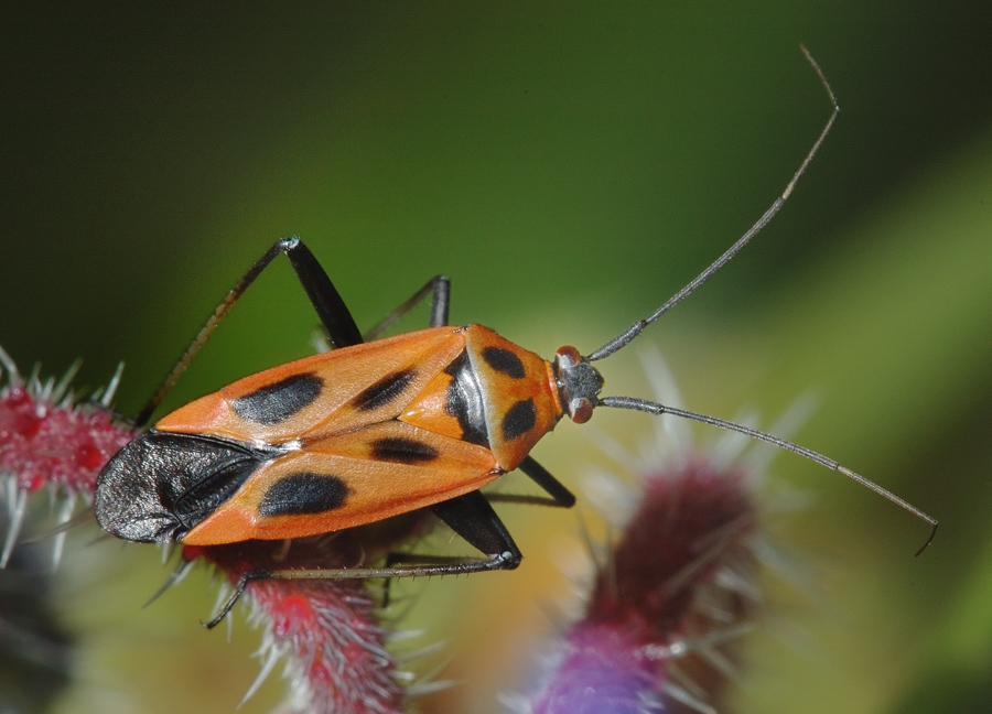 Calocoris nemoralis (Heteroptera, Miridae)