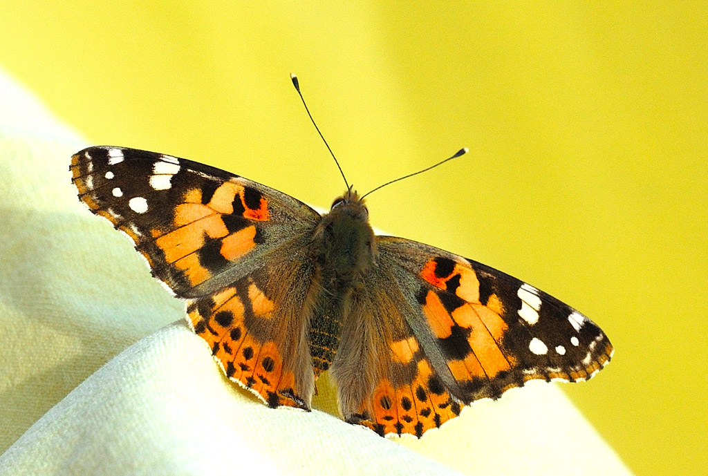 Vanessa cardui