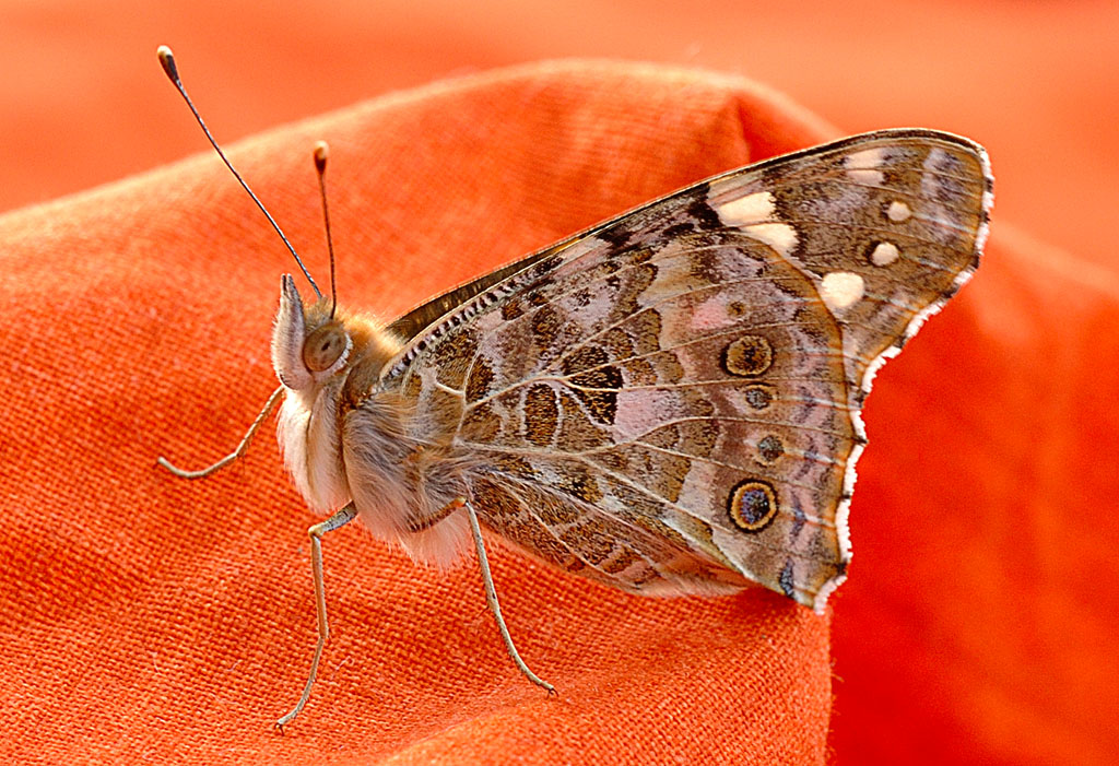 Vanessa cardui