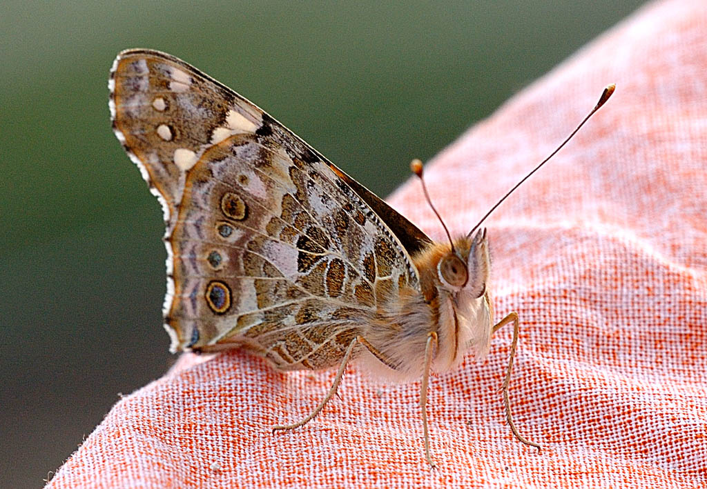 Vanessa cardui