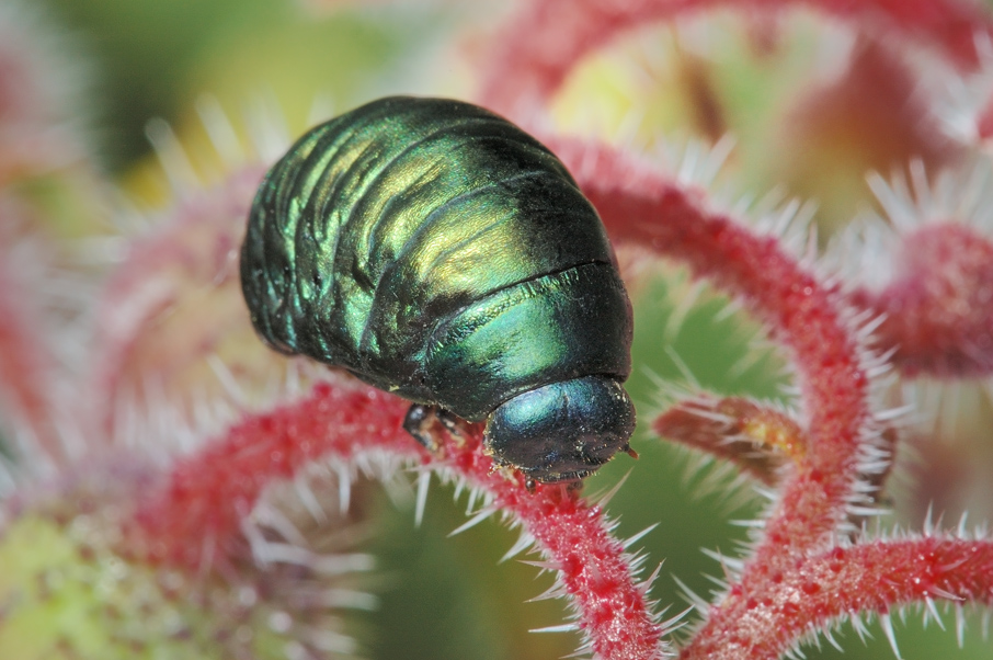 Larva di Timarcha sp.