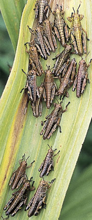 Miramella formosanta