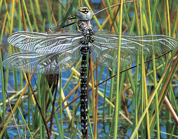 Aeschna juncea