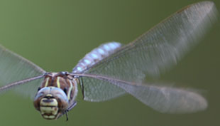 Aeschna juncea