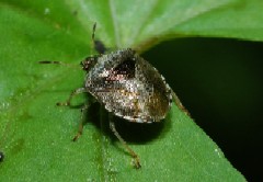 HETEROPTERA: CHIAVI DICOTOMICHE